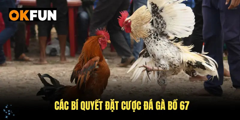 Các bí quyết đặt cược đá gà bồ 67 đỉnh nhất